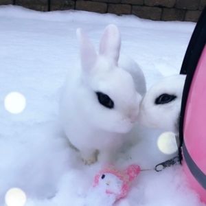 Meet your Posher, Posh